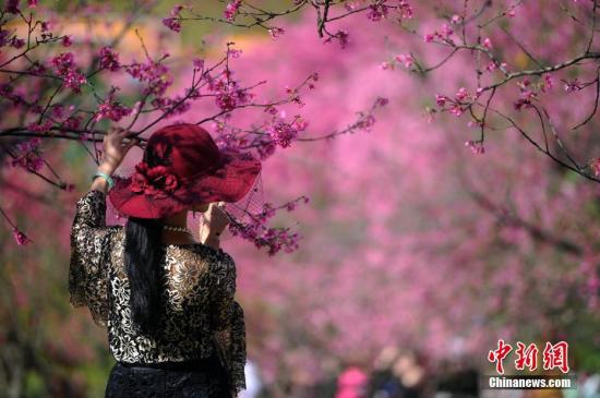 资料图：南宁市民观赏樱花。 中新社记者 蒋雪林 摄