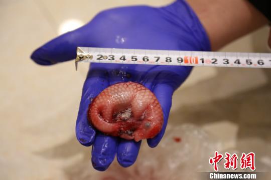 图为穿山甲幼崽 王淑艳 摄 图为穿山甲幼崽 王淑艳 摄