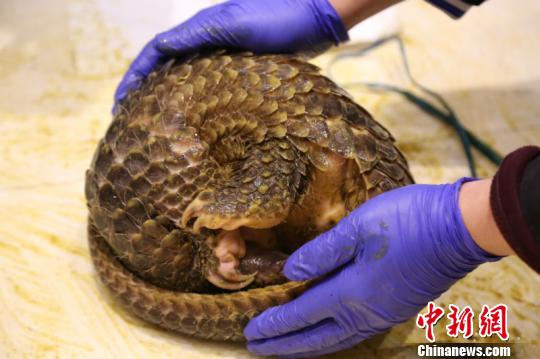 图为涉案穿山甲 王淑艳 摄 图为涉案穿山甲 王淑艳 摄