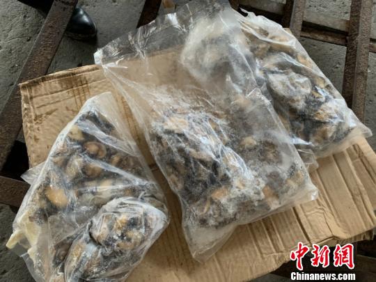 图为涉案冻鲍鱼 乐峰 摄 图为涉案冻鲍鱼 乐峰 摄