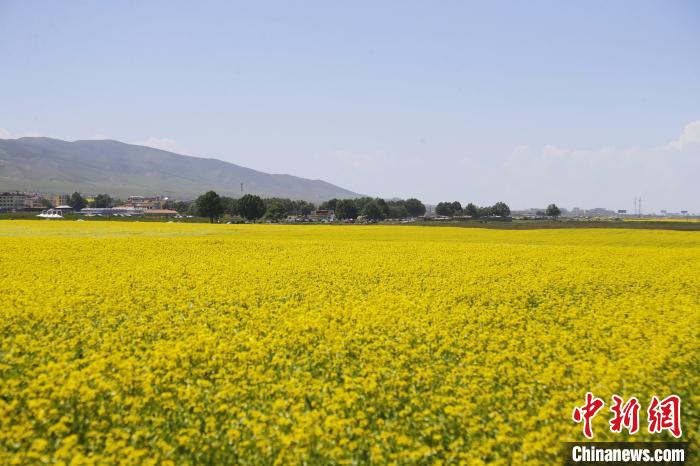 图为青海湖畔油菜花海。 马铭言 摄 图为青海湖畔油菜花海。 马铭言 摄