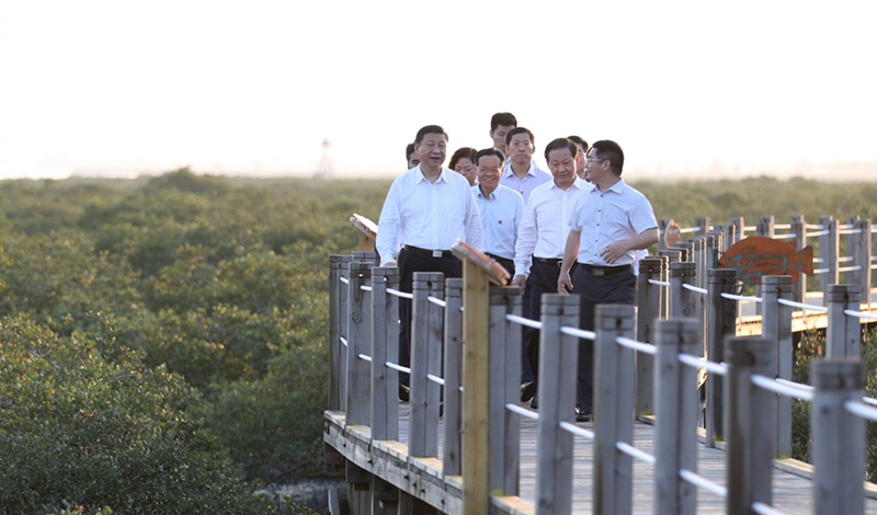 习总书记视察北海五周年：牢记嘱托，奋力建设儒艮保护区
