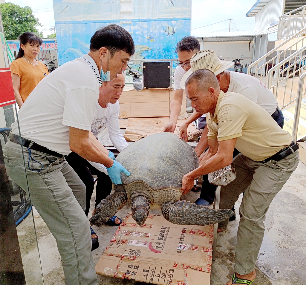 广西北海：绿海龟受伤搁浅，美人鱼古郡景区全力救护