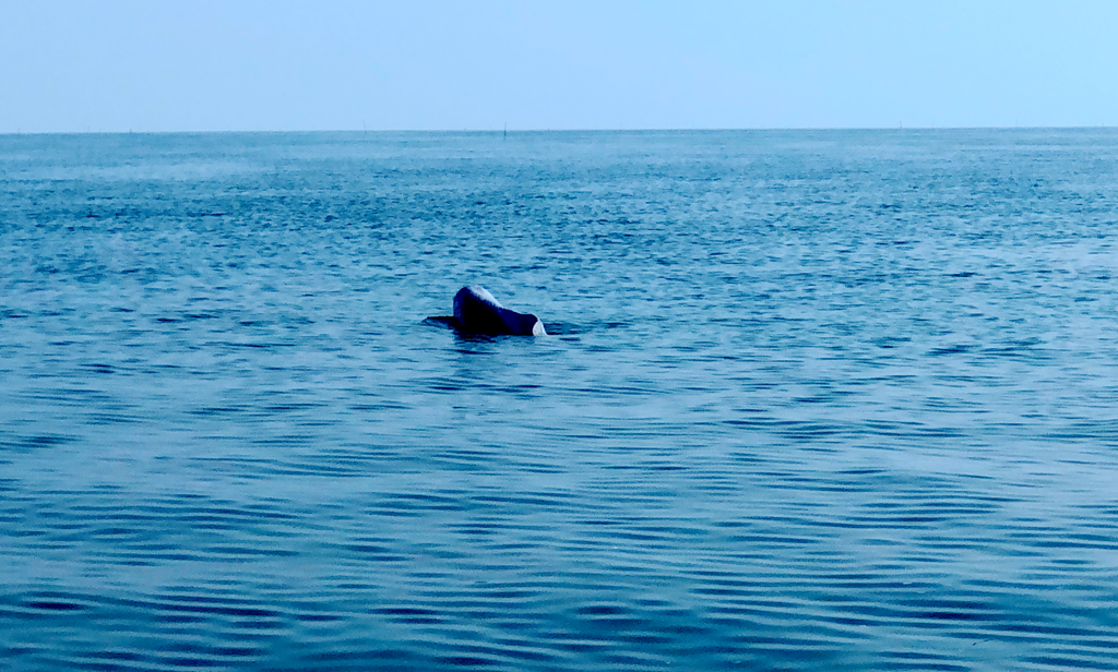 10只！广西合浦儒艮保护区现珍稀中华白海豚